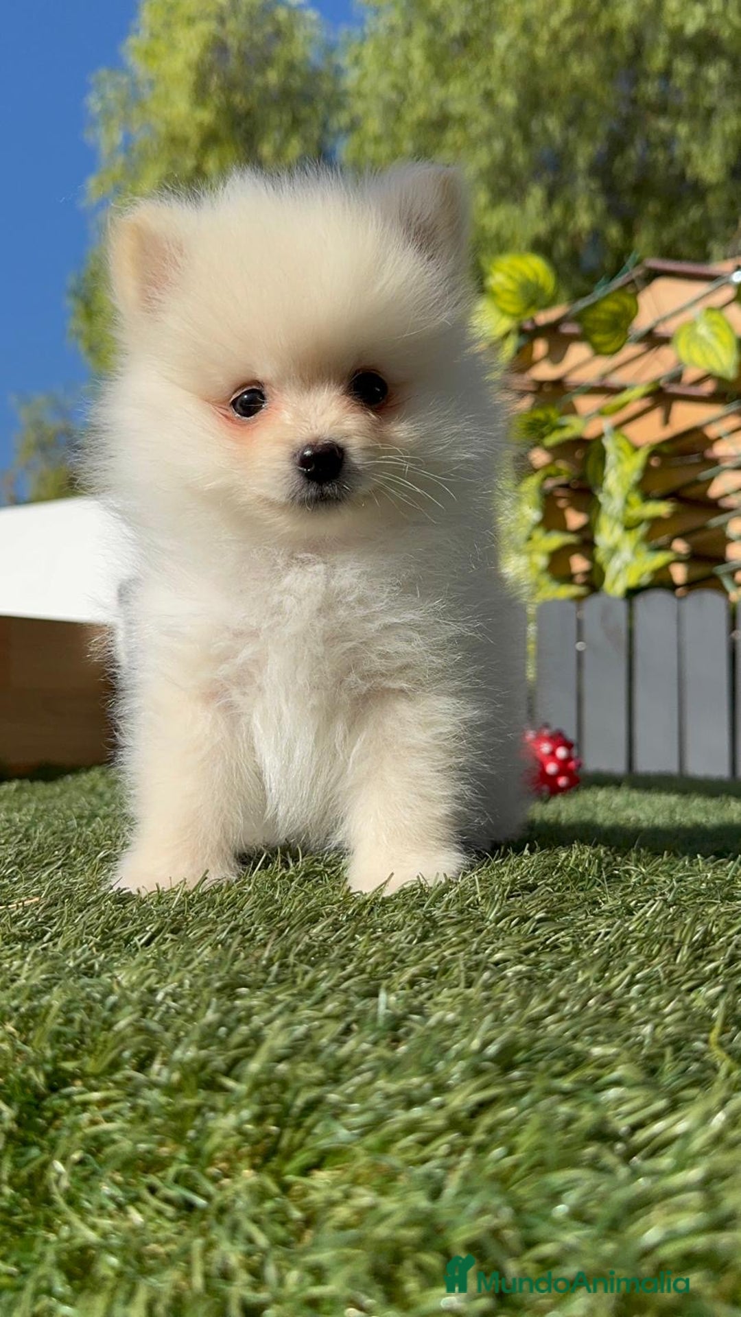 Pomerania perros en venta: POMERANIA - Imagen 19