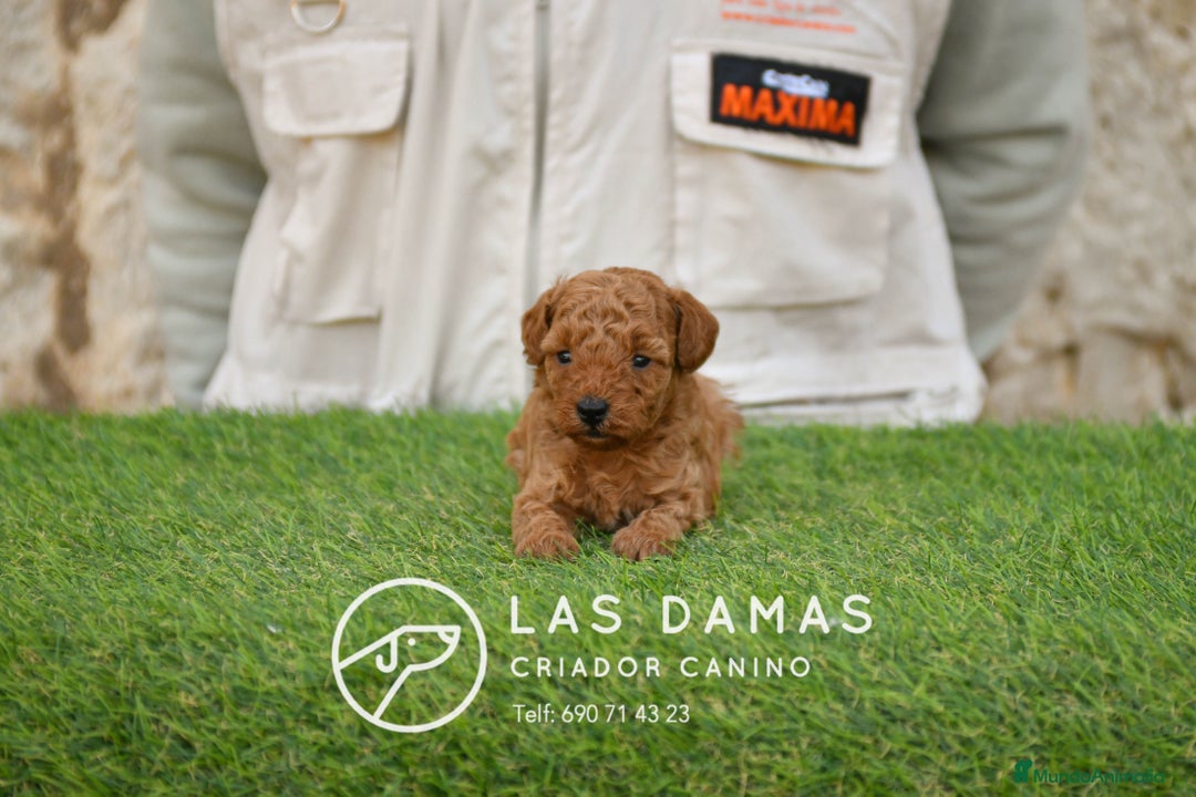 Caniche Toy perros en venta: Cachorros de Caniche. Cría ética, calidad garantía en Burgos - Anuncio 4