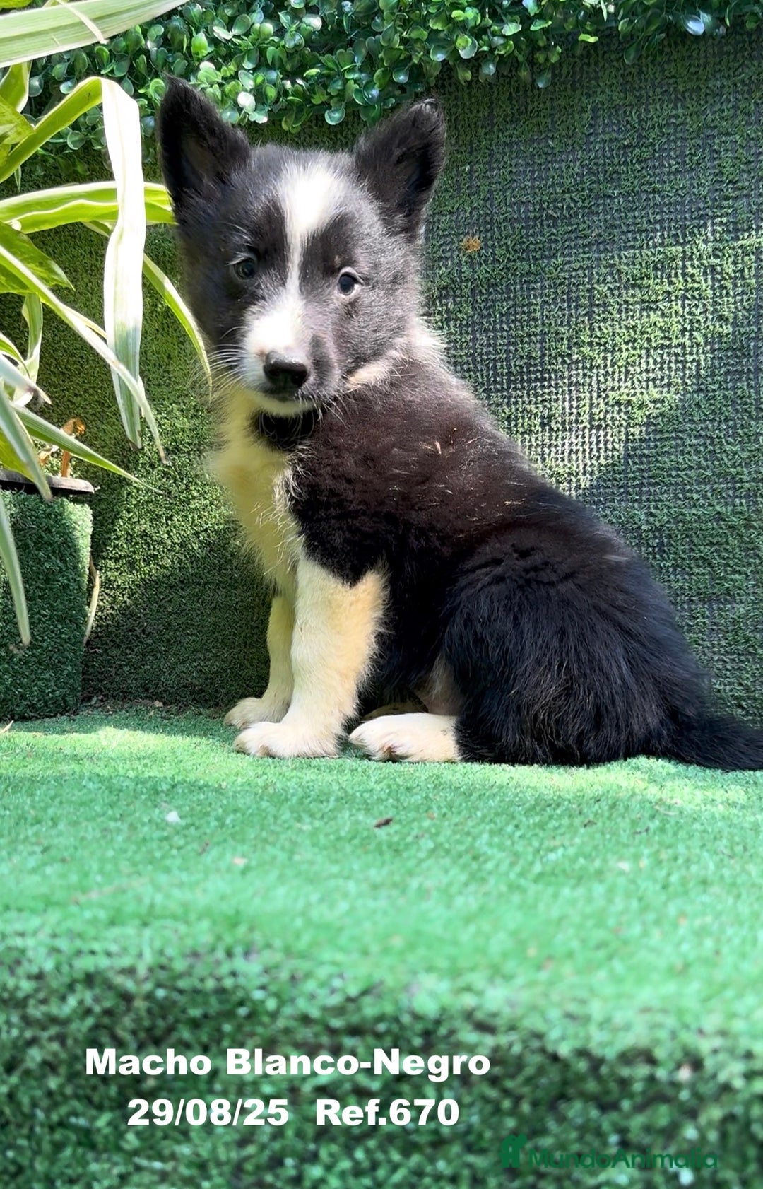 Border Collie perros en venta: Border Collie - Imagen 32