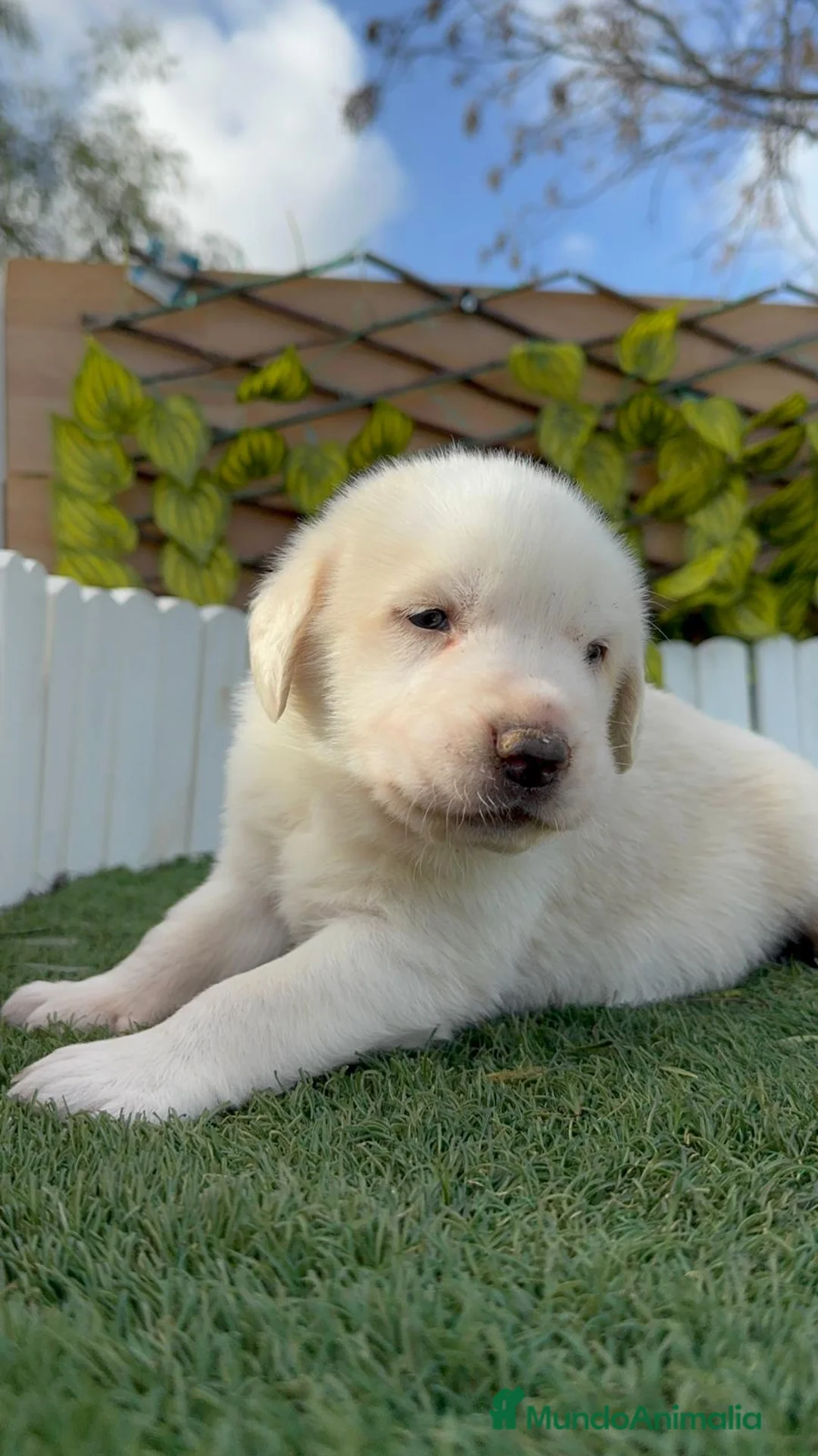 Mastín Español perros en venta: MASTIN ESPAÑOL - Anuncio 6