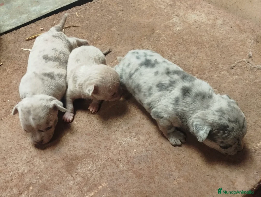 Chihuahua perros en venta: Espectaculares Chihuahuas exóticos línea rusa - Anuncio 8