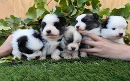 Raza Mixta perros en venta: Mini bordercollie ( borderpom) - Imagen 5
