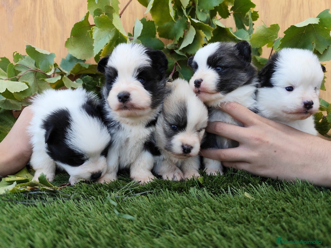 Raza Mixta perros en venta: Mini bordercollie ( borderpom) - Imagen 5