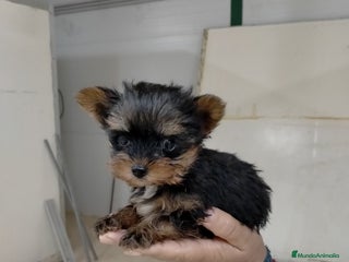 Yorkshire Terrier perros - Anuncio 3