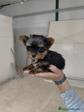 Yorkshire Terrier perros - Anuncio 3