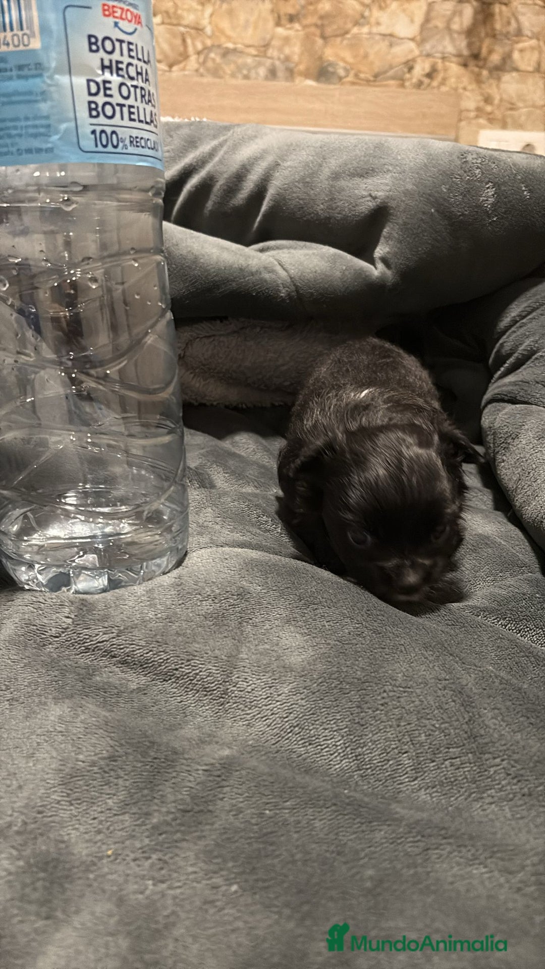 Chihuahua perros en venta: Chihuahua toy rusos pelo largo  - Anuncio 3