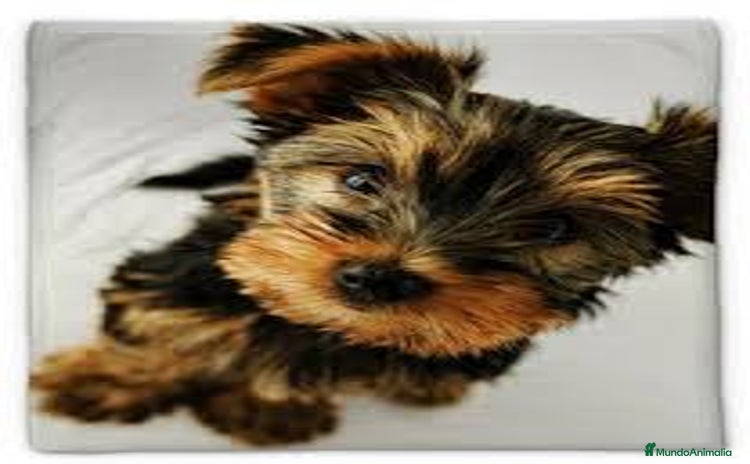 Yorkshire Terrier perros - Anuncio 2