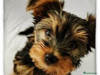 Yorkshire Terrier perros - Anuncio 10