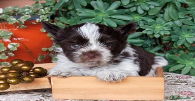 Yorkshire Terrier perros - Anuncio 2
