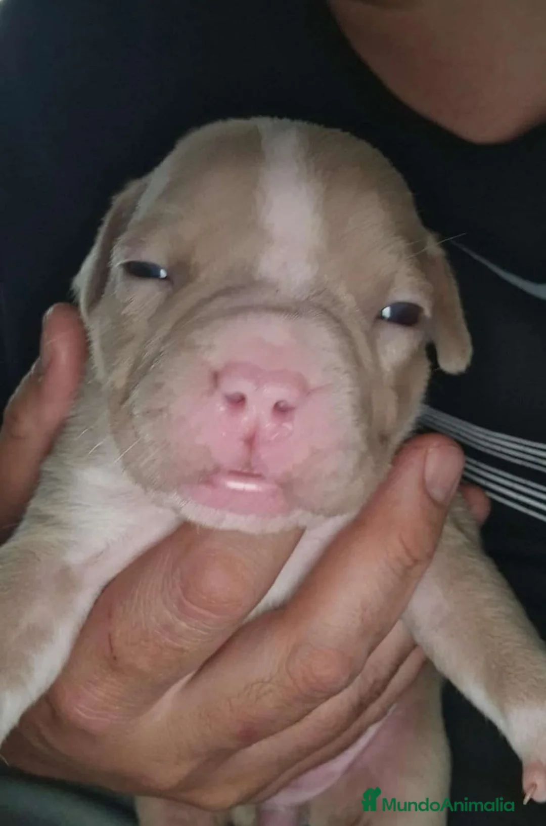 American Bully perros en venta: American Bully  - Anuncio 2