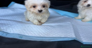 Bichón Maltés perros - Anuncio 8
