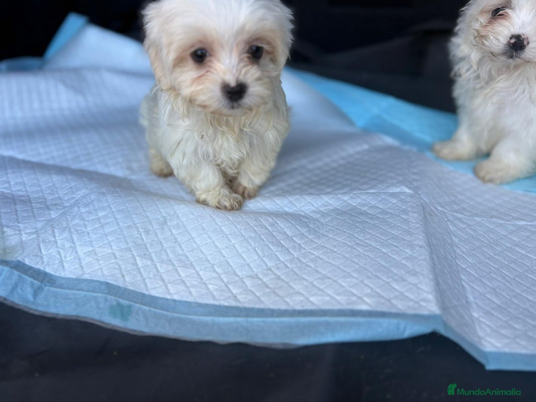 Bichón Maltés perros en venta: Bichon maltés toy  - Imagen 2