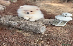Pomerania perros en venta: Pomerania Macho listo para entregar !! - Imagen 5