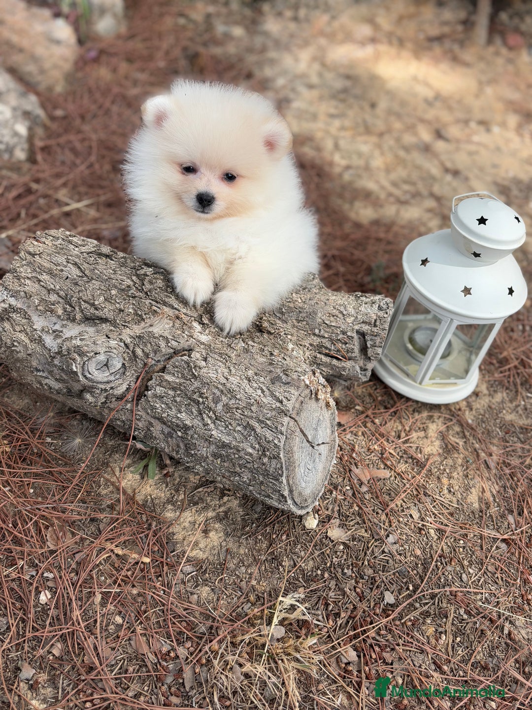 Pomerania perros en venta: Pomerania Macho listo para entregar !! - Imagen 5