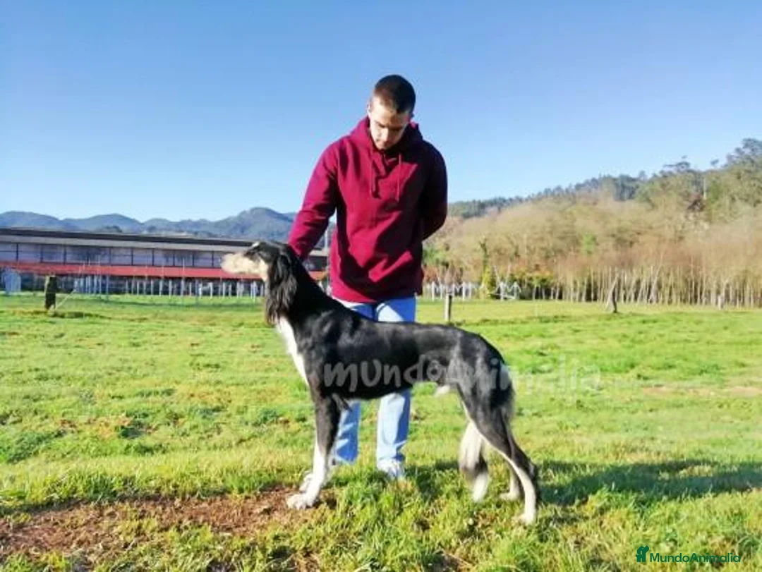 Imagen de galería {{count}}