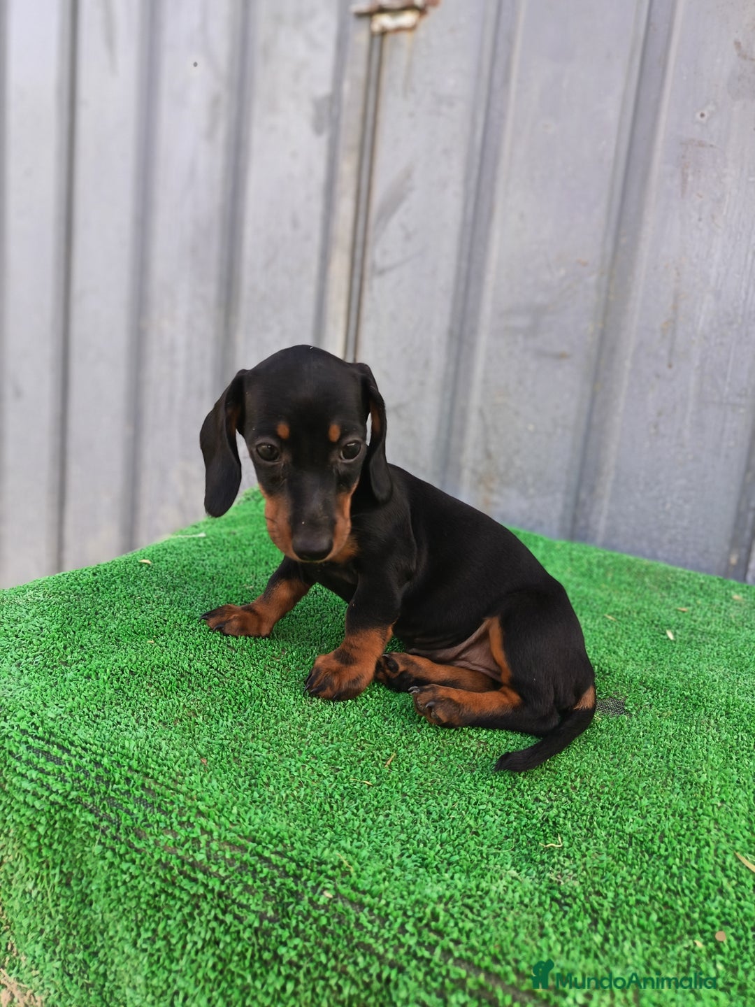 Teckel Miniatura perros en venta: Cachorros teckel mini - Imagen 4