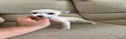 Chihuahua perros en venta: Chihuahuas Toy  - Anuncio 1