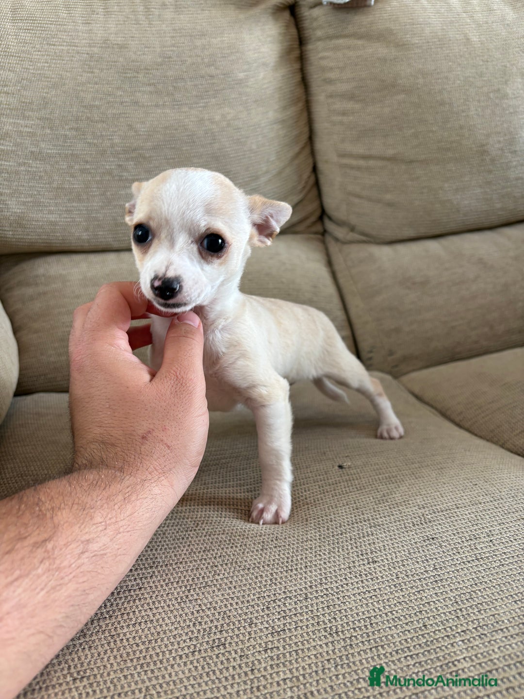 Chihuahua perros en venta: Chihuahuas Toy  - Anuncio 1