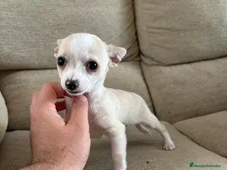 Chihuahua perros Chihuahuas Toy - Anuncio 19
