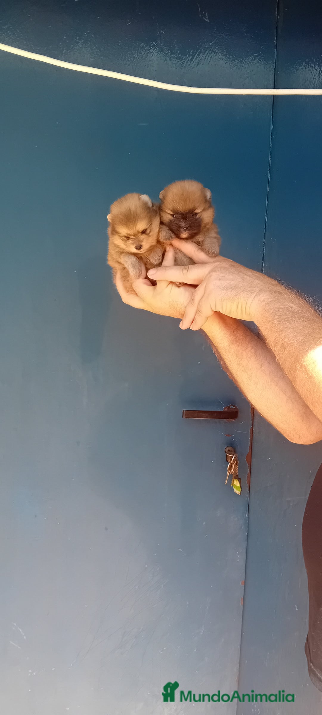 Pomerania perros en venta: Preciosos pomeranias americanos boo  - Imagen 2