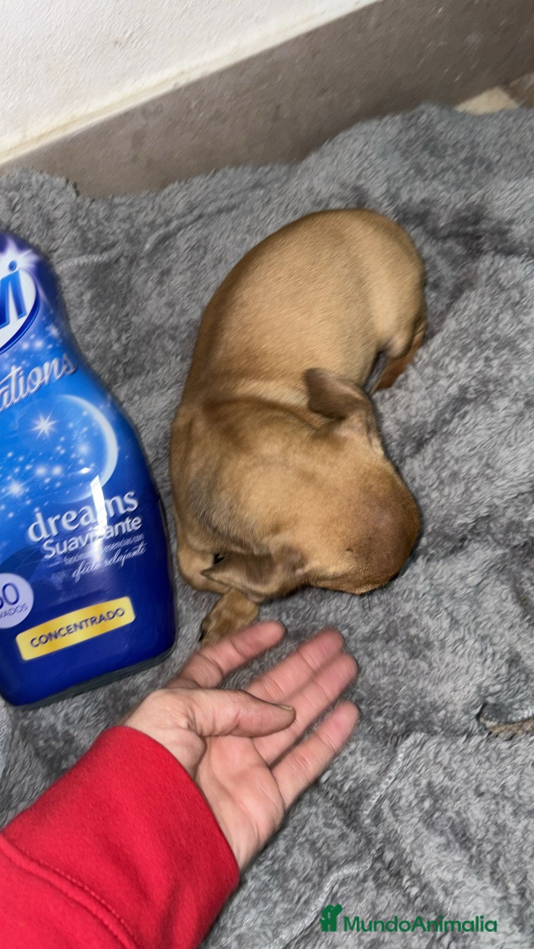 Chihuahua perros en venta: Chihuahua color ciervo  - Anuncio 16