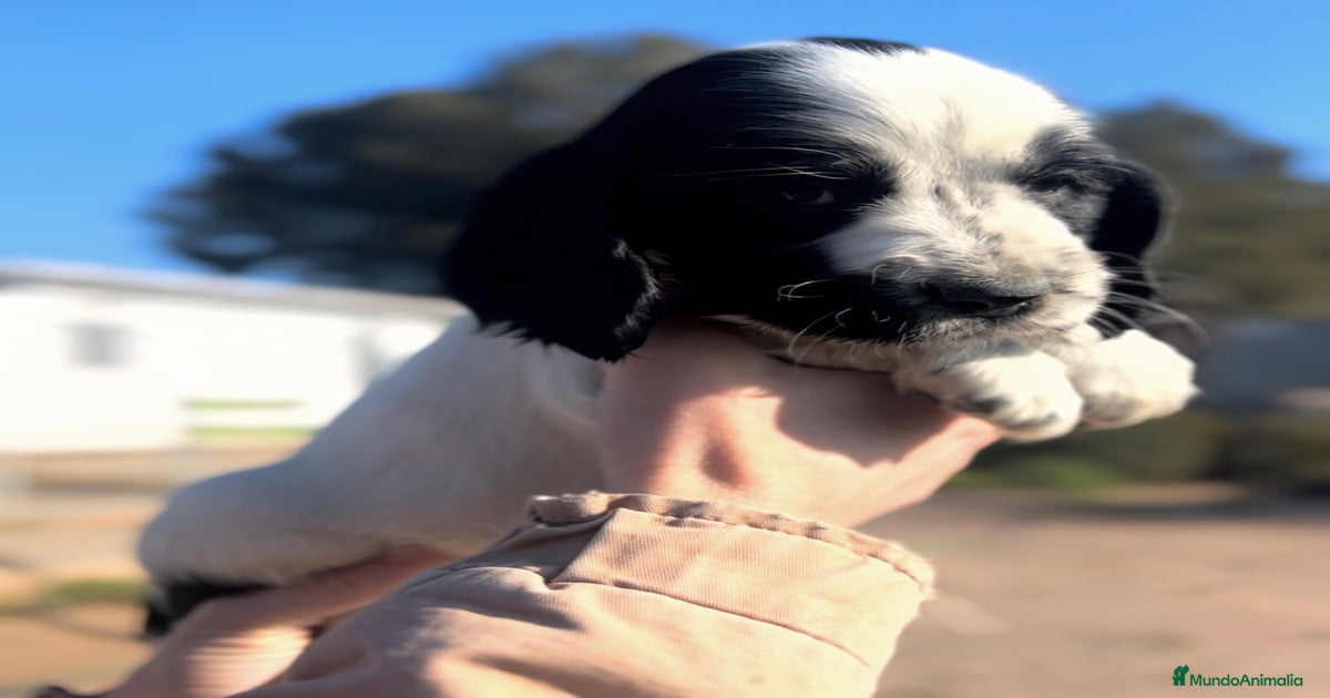 Cocker inglés ruano en venta en Barcelona | MundoAnimalia