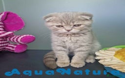 Scottish Fold gatos en venta: Scottish Fold Macho 7913 AQUANATURA - Imagen 4