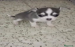 Chihuahua perros en venta: Exclusivos chihuahuas mini toy - Imagen 5