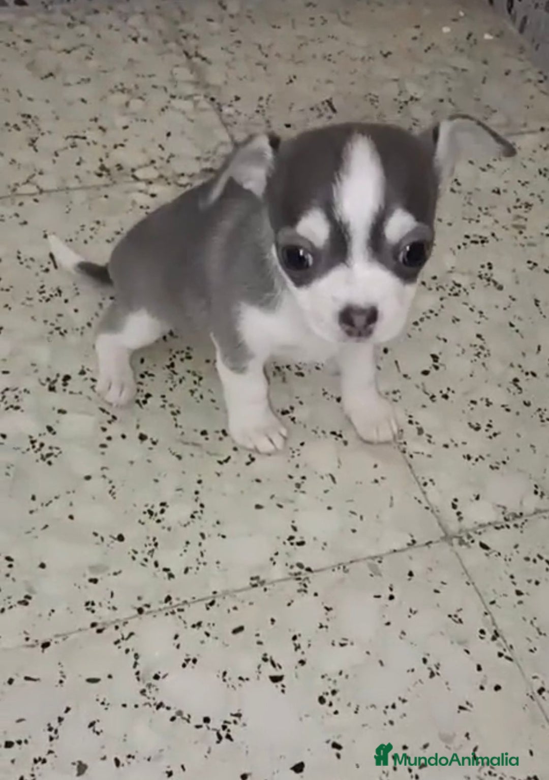 Chihuahua perros en venta: Exclusivos chihuahuas mini toy - Imagen 5
