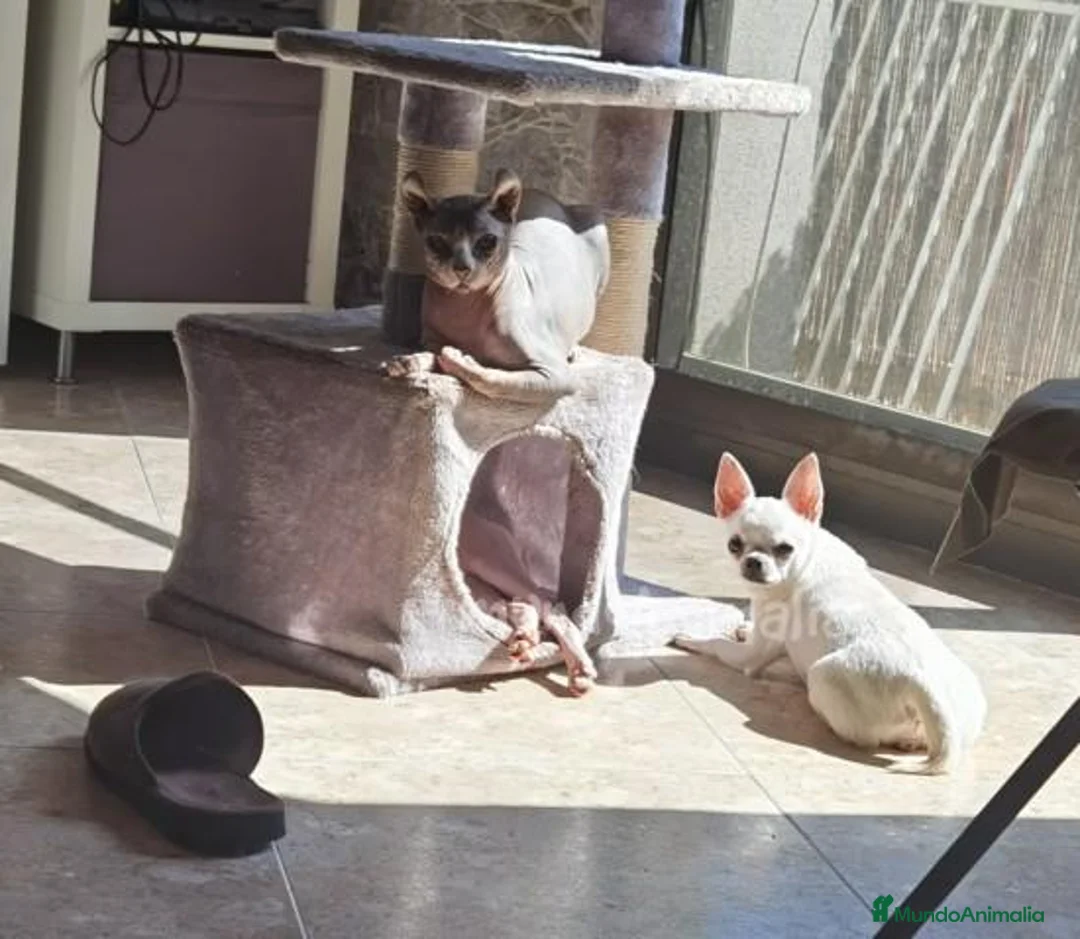 Imagen de galería {{count}}