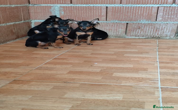 Pinscher Miniatura perros - Propaganda 4