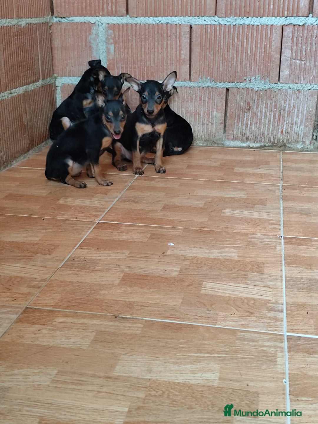 Pinscher Miniatura perros en venta: Pincher miniatura OPORTUNIDAD  - Imagen 1