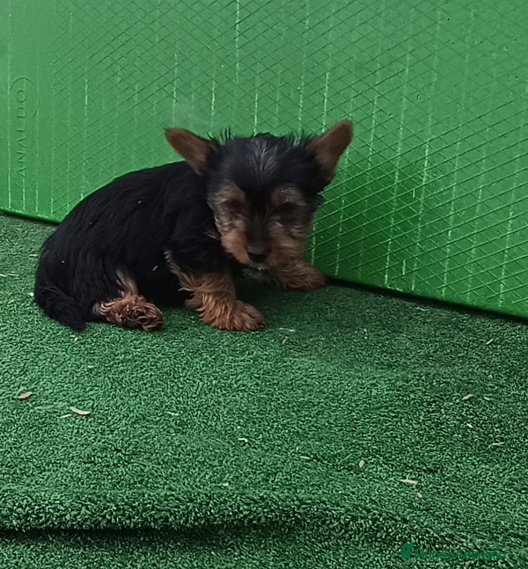 Yorkshire Terrier perros en venta: Cachorro de yorkshire mini  - Anuncio 3