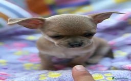 Chihuahua perros en venta: Hembrita chihuahua toy - Imagen 11