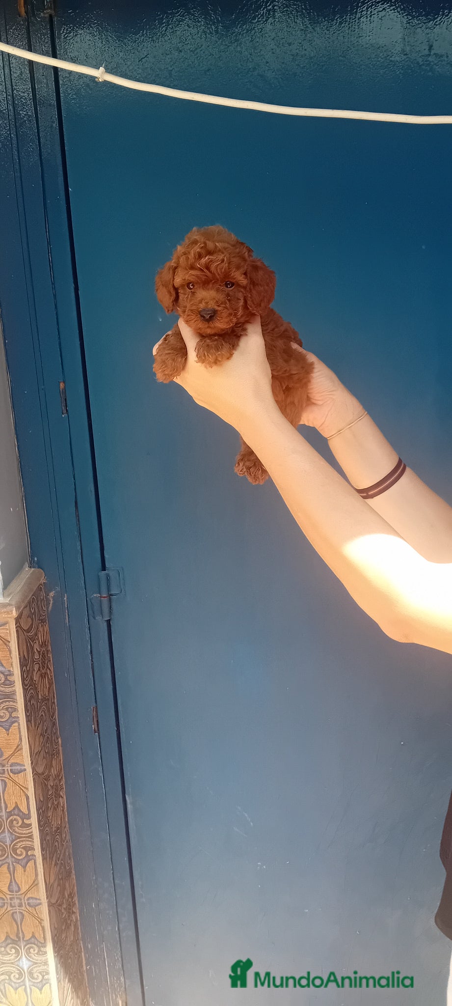 Caniche Toy perros en venta: ‼️‼️CANICHES ROJOS 50% ASIÁTICOS - Anuncio 4