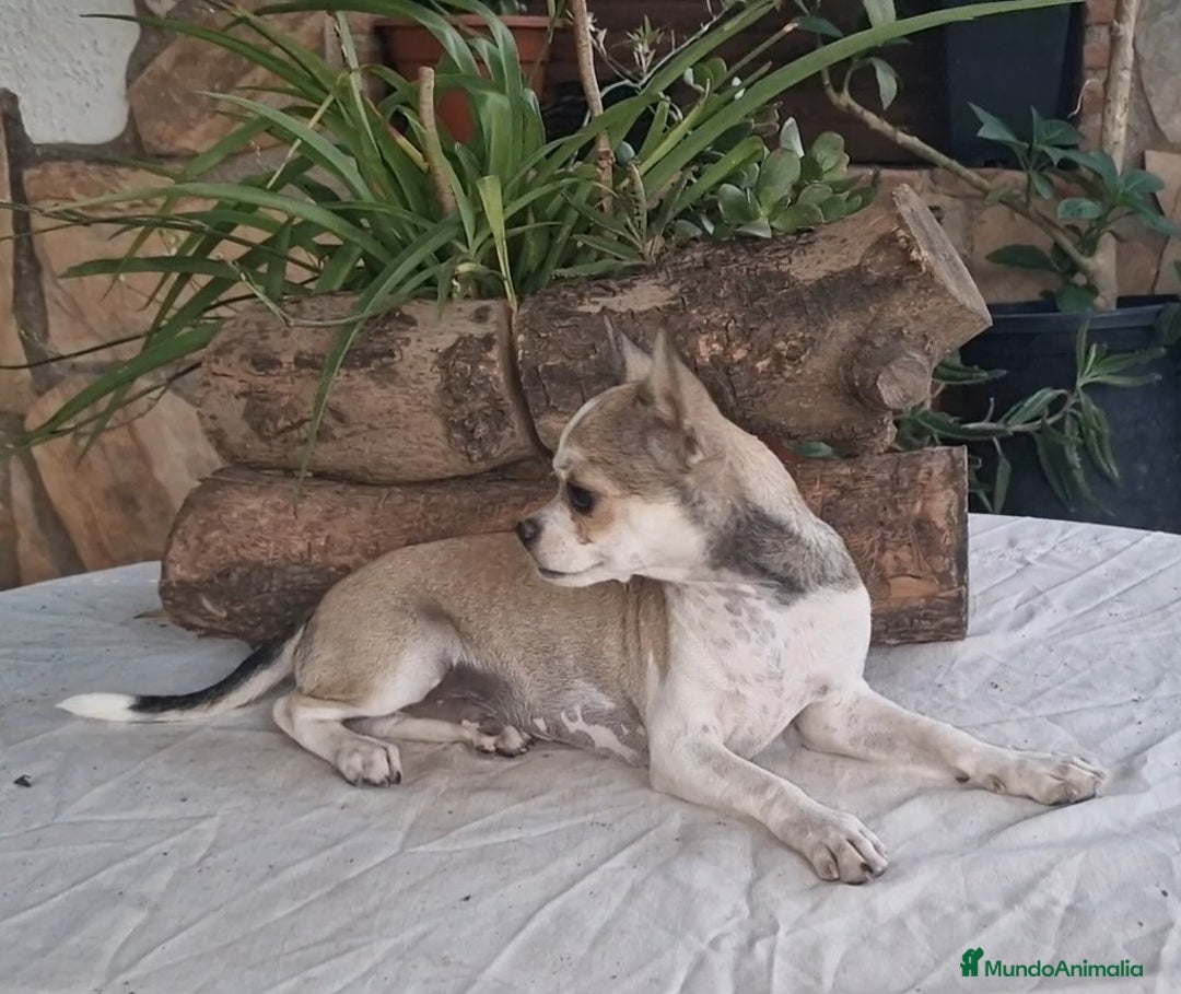 Chihuahua perros en venta: Chihuahua en adopción  - Imagen 2