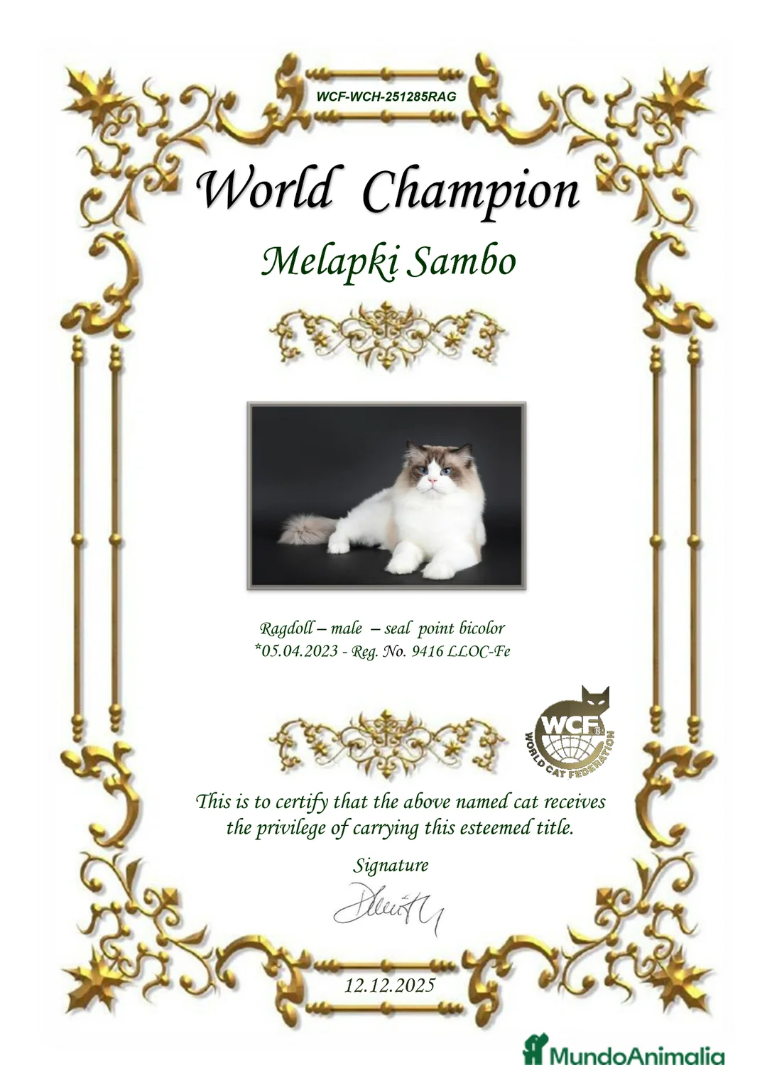 Ragdoll gatos en venta: Gatita Ragdoll Seal Bicolour - Anuncio 2