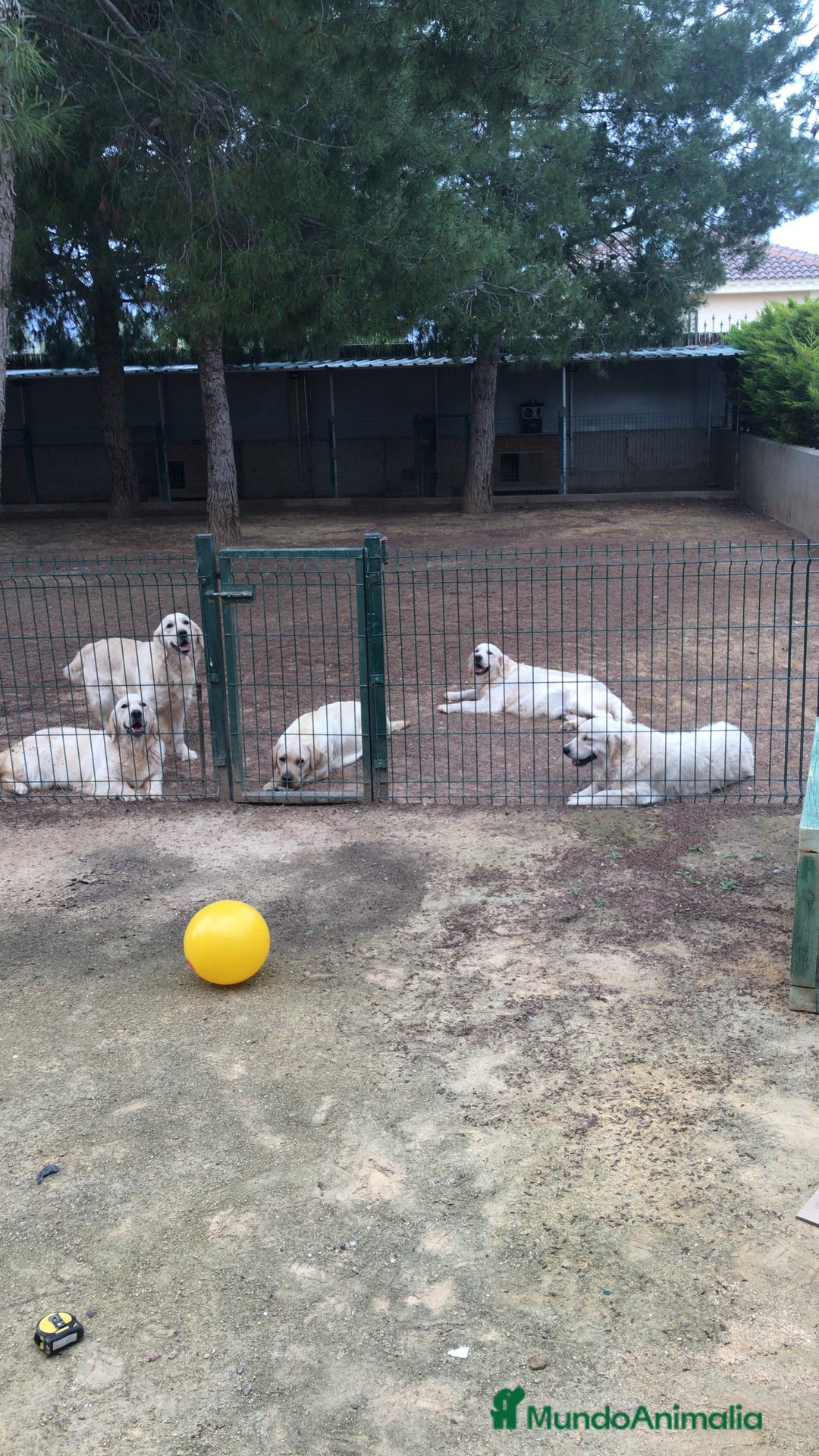 Golden Retriever perros en venta: Cachorros golden retriever con pedigree  - Anuncio 18