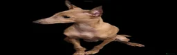 Pequeño Lebrel Italiano perros en venta: GALGO RETRIEVER ENANO ISABELINO - Anuncio 1