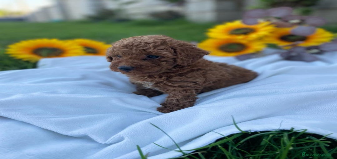 Imagen de galería {{count}}