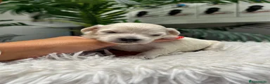 Maltipoo 1