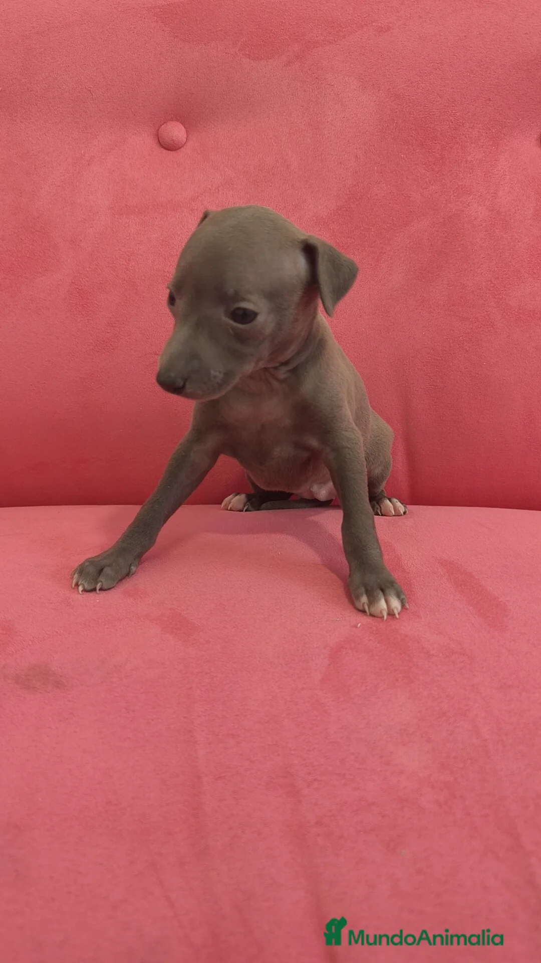 Pequeño Lebrel Italiano perros en venta: Pequeño lebrel Italiano Piccolo Galgo Italiano  - Anuncio 7