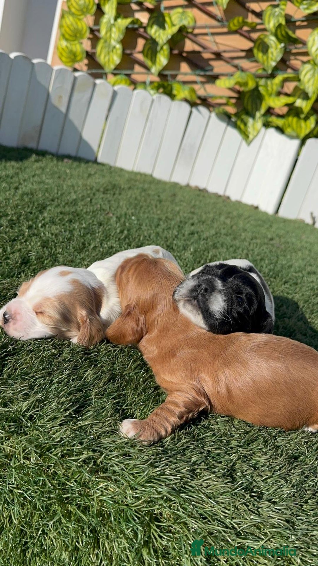 Cocker Spaniel Inglés perros en venta: COCKER SPANIEL INGLES - Anuncio 2