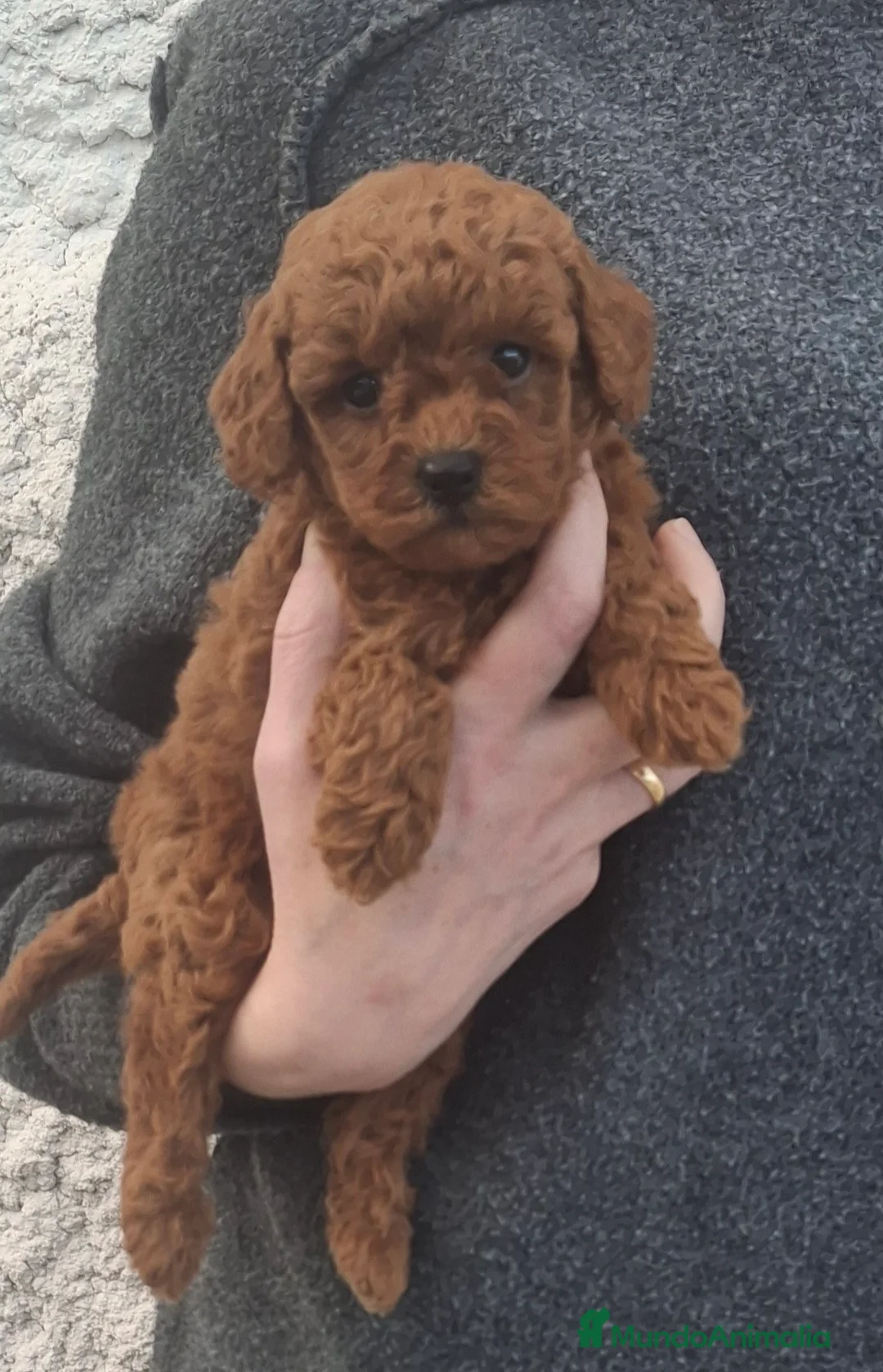 Caniche Toy perros en venta: Caniche Toy rojizo - Anuncio 1