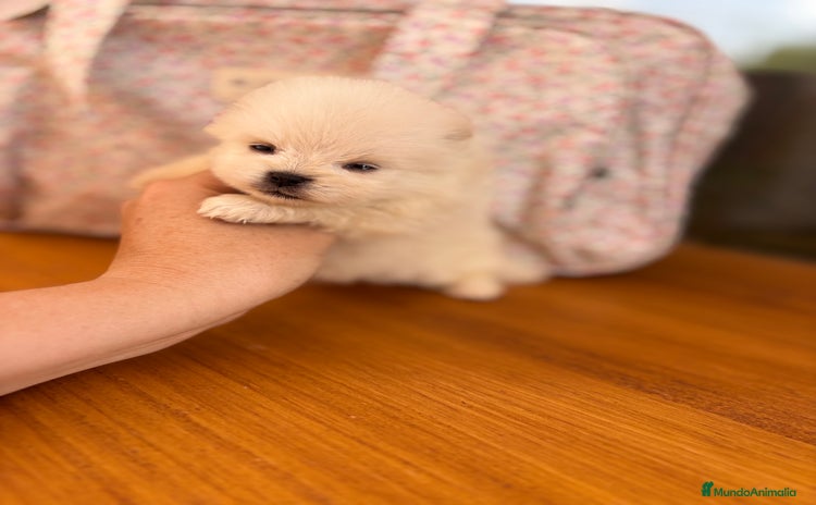 Pomerania perros - Anuncio 3