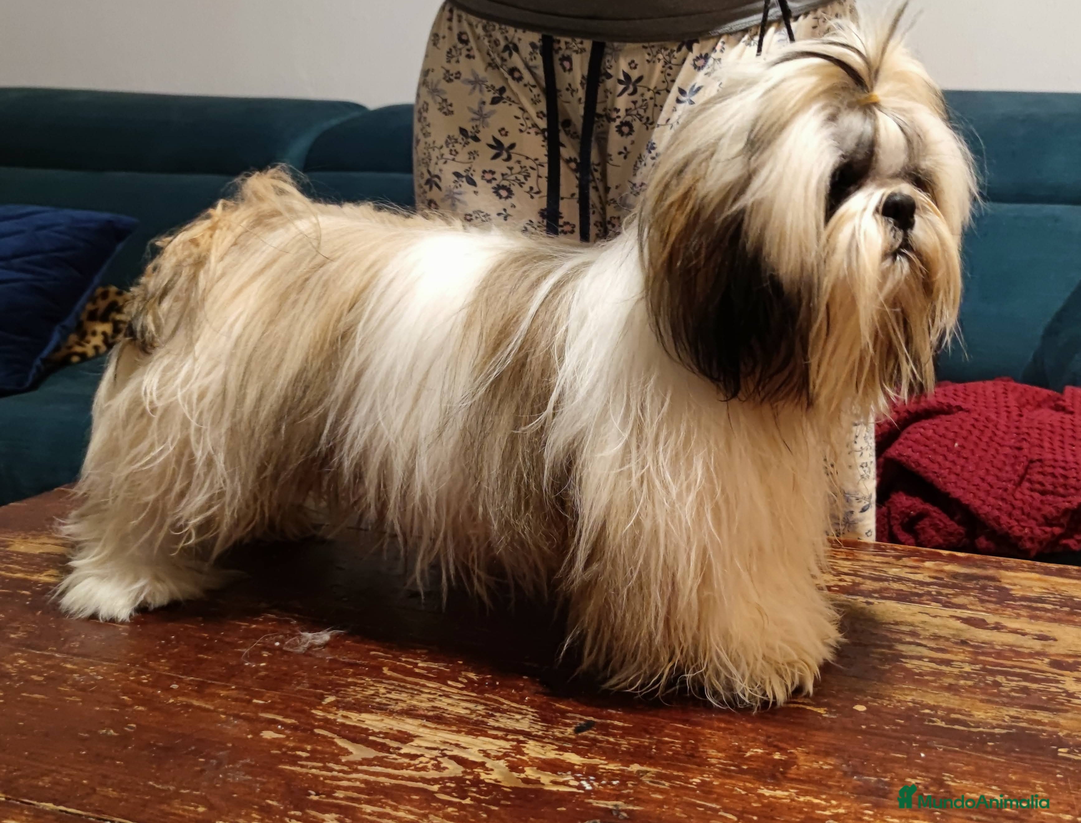 Shih Tzu perros Shih Tzu de Mumbrafer  - Anuncio 2