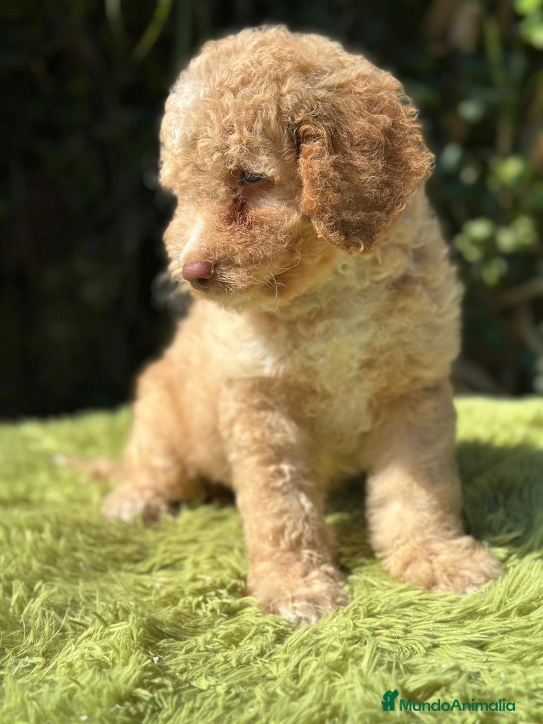 Perro de Agua Español perros en venta: Perro de agua español - Imagen 1