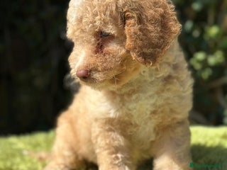 Perro de Agua Español perros - Anuncio 2