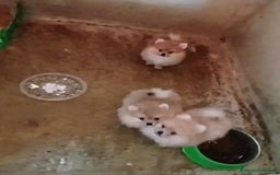 Pomerania perros en venta: LINDO MACHITO POMERANIA DESDE 700 € - Imagen 2