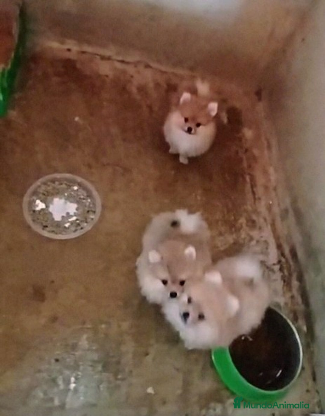 Pomerania perros en venta: LINDO MACHITO POMERANIA DESDE 700 € - Imagen 2